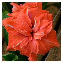 1 Bulbo De Hippeastrum 'coral Belle' Amaryllis