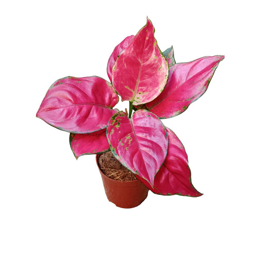 Aglaonema Rosa Planta De Interior &Oslash;9 15 Cms