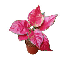 Plantas de interior