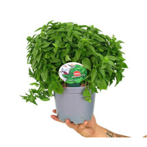 Albahaca M17