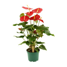 Anthurium Andreanum Idaho M17 75cm