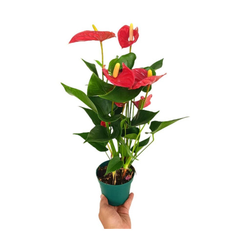 Anthurium Andreanum M12 50cm