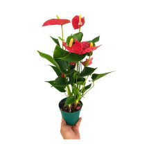 Anthurium Andreanum M12 50cm