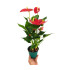 Anthurium Andreanum M12 50cm