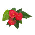 Anthurium Andreanum M12 50cm