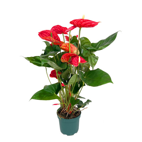 Anthurium Andreanum Madural M17