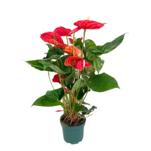 Anthurium Andreanum Madural M17
