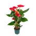 Anthurium Andreanum Madural M17