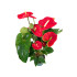 Anthurium Andreanum Madural M17