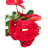 Anthurium Andreanum Madural M17