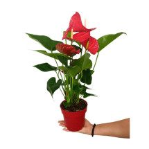 Anthurium Minnesota M14 50cm