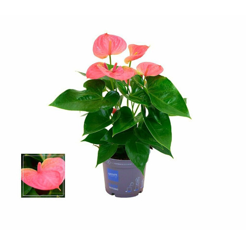 Anthurium Rosa M12 35cm