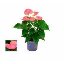 Anthurium Rosa M12 35cm