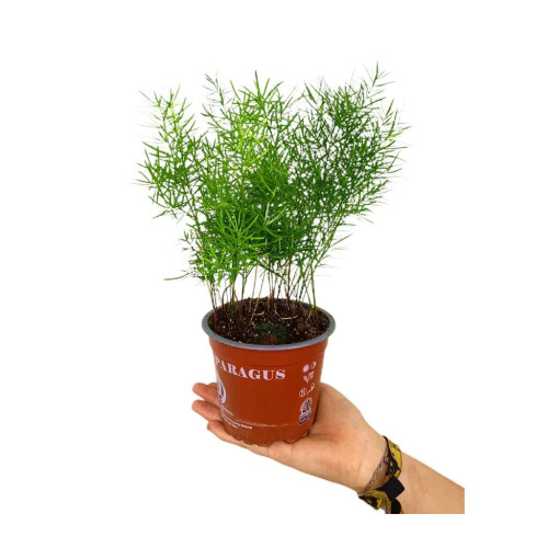 Asparagus Densiflorus Sprengeri M12 20cm