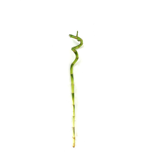 Bambusa Lucky Espiral 60cm