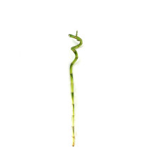 Bambusa Lucky Espiral 60cm
