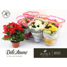 Begonia Eliator M14