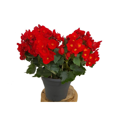 Begonia Eliator M19 35cm