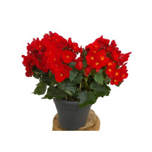 Begonia Eliator M19 35cm