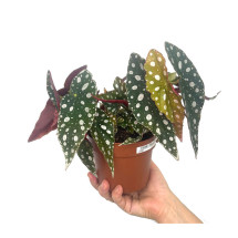 Begonia Maculata M12 20cm (alas De Ángel)
