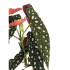 Begonia Maculata M12 20cm (alas De &Aacute;ngel)