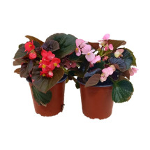 Begonia Semperflorens M13