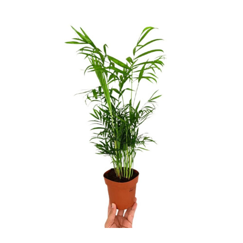 Chamaedorea Elegans M12 35cm