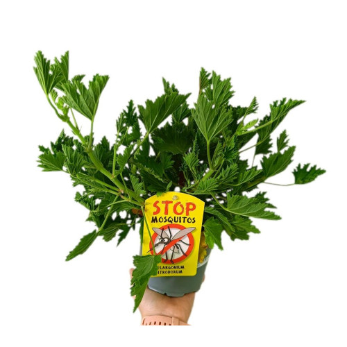 Citronela M13