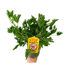 Citronela M13