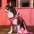 Dukier Trail Arn&eacute;s Body Estampado Berry Love para perros