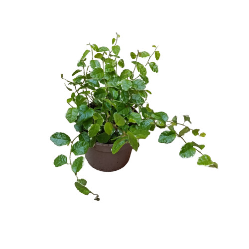 Ficus Pumilla Enredadera De Interior Y Terrario