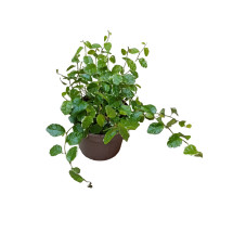 Ficus Pumilla Enredadera De Interior Y Terrario