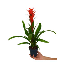 Guzmania Ostara M13