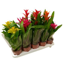 Guzmania Variada M12