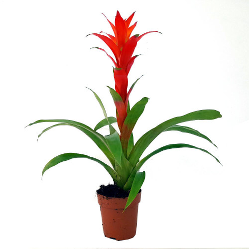 Guzmania Variada M13 40cm