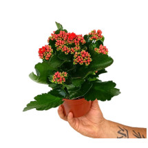 Kalanchoe Blossfeldiano Doble M12