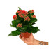 Kalanchoe Blossfeldiano Doble M12