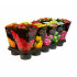 Kalanchoe Blossfeldiano Doble M12