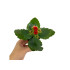 Kalanchoe Blossfeldiano Doble M7 10cm