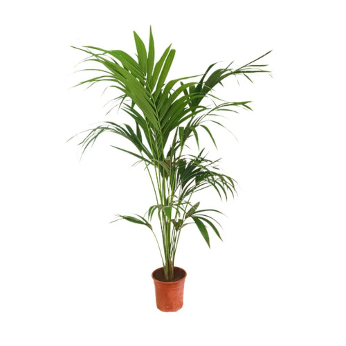 Kentia Forsteriana M21 160-170 Cm