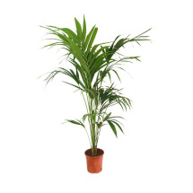 Kentia Forsteriana M21 160-170 Cm