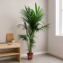 Kentia Forsteriana M21 160-170 Cm