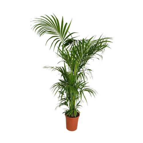 Kentia Forsteriana M32 200cm