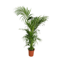 Kentia Forsteriana M32 200cm