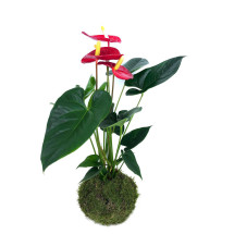 Kokedama Anthurium M14 65cm