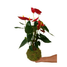 Kokedama Anthurium M17