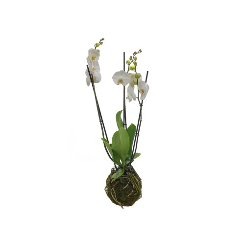 Kokedama Phalaenopsis Blanca 3 Tallos 70cm