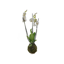 Kokedama Phalaenopsis Blanca 3 Tallos 70cm