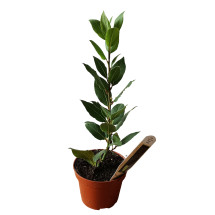 Laurel Planta Aromática Arbolito Natural Ø11