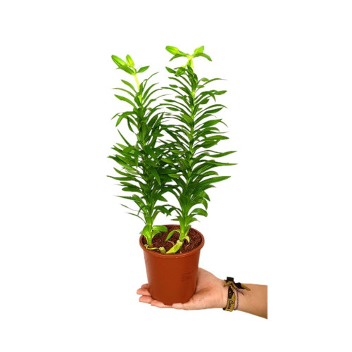 Lilium M13